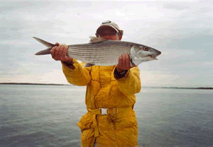 Catch big bones like this!